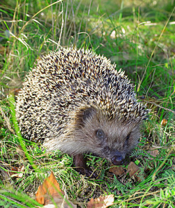 hedgehog