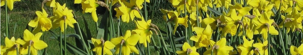 daffodils